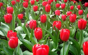 Preview wallpaper tulips, flowers, flowerbed, drops, fresh, spring