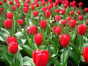 Preview wallpaper tulips, flowers, flowerbed, drops, fresh, spring