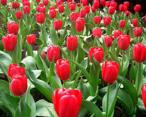 Preview wallpaper tulips, flowers, flowerbed, drops, fresh, spring
