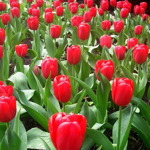 Preview wallpaper tulips, flowers, flowerbed, drops, fresh, spring