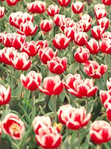 Preview wallpaper tulips, flowers, flowerbed, colorful, greens