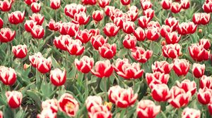 Preview wallpaper tulips, flowers, flowerbed, colorful, greens