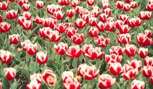 Preview wallpaper tulips, flowers, flowerbed, colorful, greens