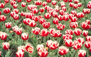 Preview wallpaper tulips, flowers, flowerbed, colorful, greens