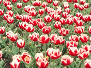 Preview wallpaper tulips, flowers, flowerbed, colorful, greens