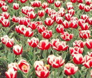 Preview wallpaper tulips, flowers, flowerbed, colorful, greens