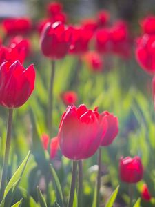 Preview wallpaper tulips, flowers, flowerbed, sunny, spring, close-up