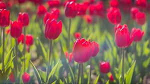 Preview wallpaper tulips, flowers, flowerbed, sunny, spring, close-up