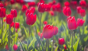 Preview wallpaper tulips, flowers, flowerbed, sunny, spring, close-up