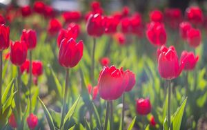 Preview wallpaper tulips, flowers, flowerbed, sunny, spring, close-up