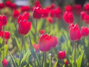 Preview wallpaper tulips, flowers, flowerbed, sunny, spring, close-up