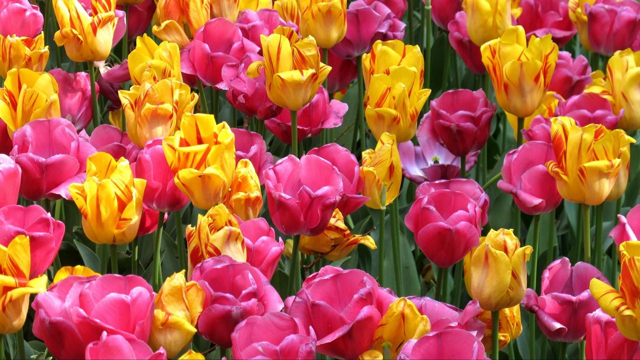 Wallpaper tulips, flowers, flowerbed, loose, colorful