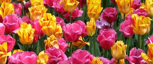 Preview wallpaper tulips, flowers, flowerbed, loose, colorful