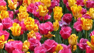 Preview wallpaper tulips, flowers, flowerbed, loose, colorful