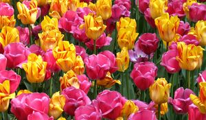 Preview wallpaper tulips, flowers, flowerbed, loose, colorful