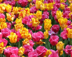 Preview wallpaper tulips, flowers, flowerbed, loose, colorful