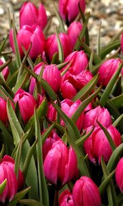 Preview wallpaper tulips, flowers, flowerbed, buds, beautifully