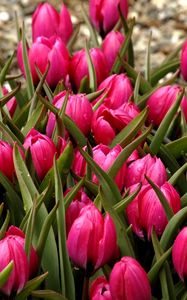 Preview wallpaper tulips, flowers, flowerbed, buds, beautifully