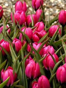 Preview wallpaper tulips, flowers, flowerbed, buds, beautifully