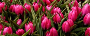 Preview wallpaper tulips, flowers, flowerbed, buds, beautifully