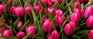 Preview wallpaper tulips, flowers, flowerbed, buds, beautifully