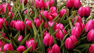 Preview wallpaper tulips, flowers, flowerbed, buds, beautifully