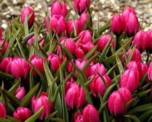 Preview wallpaper tulips, flowers, flowerbed, buds, beautifully