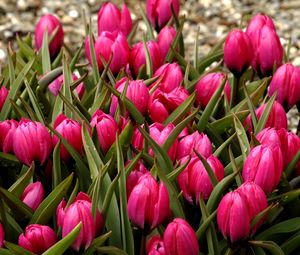 Preview wallpaper tulips, flowers, flowerbed, buds, beautifully