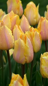 Preview wallpaper tulips, flowers, flowerbed, drops, fresh, rain