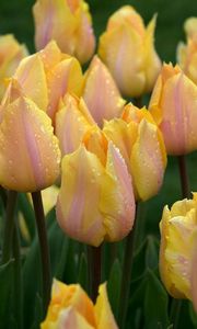 Preview wallpaper tulips, flowers, flowerbed, drops, fresh, rain