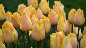 Preview wallpaper tulips, flowers, flowerbed, drops, fresh, rain