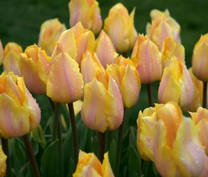 Preview wallpaper tulips, flowers, flowerbed, drops, fresh, rain