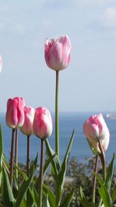 Preview wallpaper tulips, flowers, flowerbed, horizon