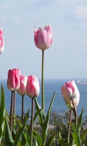 Preview wallpaper tulips, flowers, flowerbed, horizon