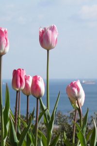 Preview wallpaper tulips, flowers, flowerbed, horizon