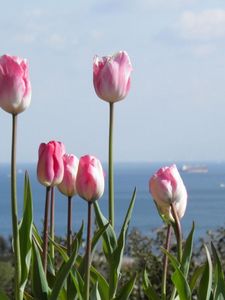 Preview wallpaper tulips, flowers, flowerbed, horizon