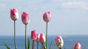 Preview wallpaper tulips, flowers, flowerbed, horizon