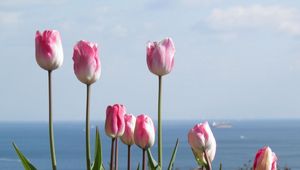 Preview wallpaper tulips, flowers, flowerbed, horizon