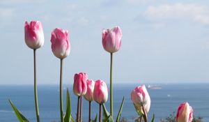 Preview wallpaper tulips, flowers, flowerbed, horizon