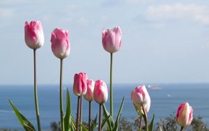 Preview wallpaper tulips, flowers, flowerbed, horizon