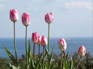 Preview wallpaper tulips, flowers, flowerbed, horizon