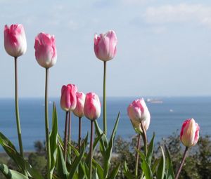 Preview wallpaper tulips, flowers, flowerbed, horizon