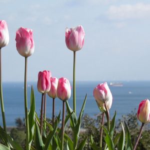 Preview wallpaper tulips, flowers, flowerbed, horizon