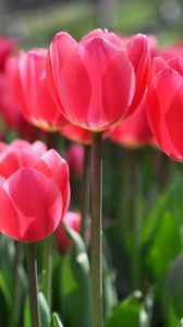 Preview wallpaper tulips, flowers, flowerbed, blurring