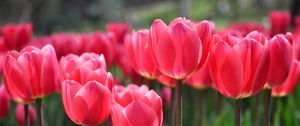 Preview wallpaper tulips, flowers, flowerbed, blurring