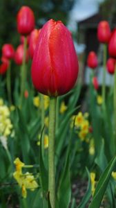 Preview wallpaper tulips, flowers, flowerbed, spring, close-up