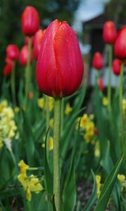 Preview wallpaper tulips, flowers, flowerbed, spring, close-up