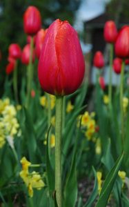 Preview wallpaper tulips, flowers, flowerbed, spring, close-up