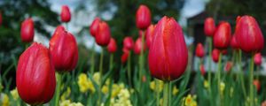 Preview wallpaper tulips, flowers, flowerbed, spring, close-up