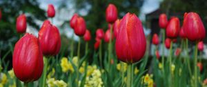 Preview wallpaper tulips, flowers, flowerbed, spring, close-up